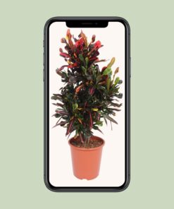 Codiaeum Variegatum Mammi - Ø27Cm - ↕100Cm - Afbeelding 4