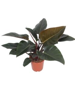 Philodendron Congo Red - Ø27Cm - ↕80Cm