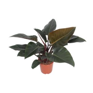 Philodendron Congo Red – kamerplant met roodgetinte bladonderzijden – ±27 cm