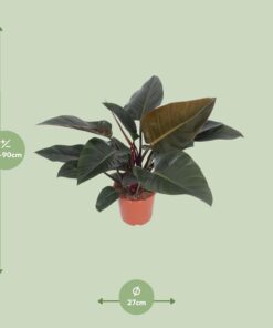 Philodendron Congo Red - Ø27Cm - ↕80Cm - Afbeelding 2