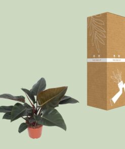 Philodendron Congo Red - Ø27Cm - ↕80Cm - Afbeelding 3