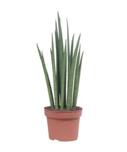 Sansevieria Mikado - Ø12Cm - ↕40Cm