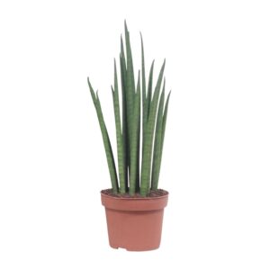 Sansevieria Mikado – onderhoudsarme kamerplant met slanke bladeren – ±12 cm