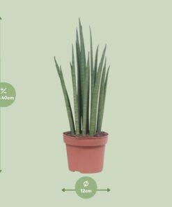 Sansevieria Mikado - Ø12Cm - ↕40Cm - Afbeelding 2