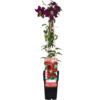 Clematis Niobe - ↨65Cm - Ø15