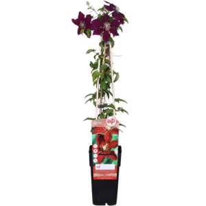 Clematis Niobe - ↨65Cm - Ø15