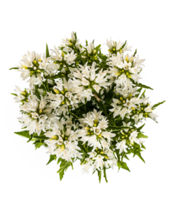 Campanula Glomerata Genti White Ø19Cm - ↕30 - 40Cm - Afbeelding 4