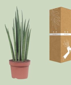 Sansevieria Mikado - Ø12Cm - ↕40Cm - Afbeelding 3