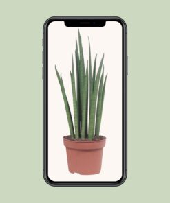 Sansevieria Mikado - Ø12Cm - ↕40Cm - Afbeelding 4