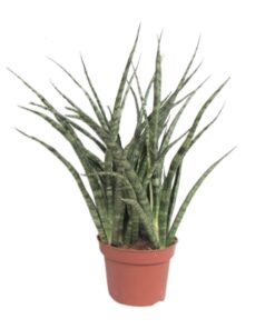 Sansevieria Fernwood Punk - Ø12Cm - ↕35Cm