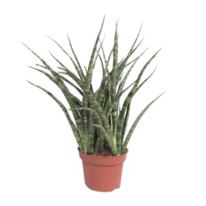 Sansevieria Fernwood Punk – puntige bladeren met bijzonder patroon – ±12 cm