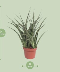 Sansevieria Fernwood Punk - Ø12Cm - ↕35Cm - Afbeelding 2
