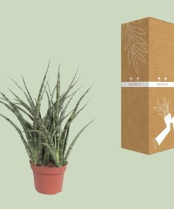 Sansevieria Fernwood Punk - Ø12Cm - ↕35Cm - Afbeelding 3