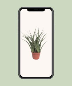 Sansevieria Fernwood Punk - Ø12Cm - ↕35Cm - Afbeelding 4