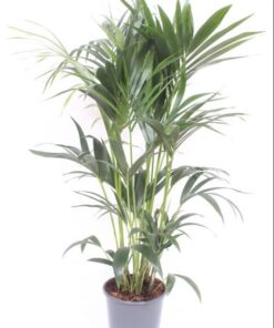 Howea Forsteriana - Ø24Cm - ↕120Cm