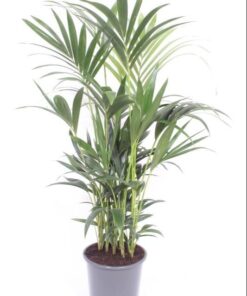Howea Forsteriana - Ø27 ↕120