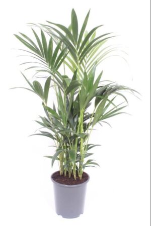 Kentia Palm (Howea forsteriana) – elegante kamerpalm – pot 27 cm