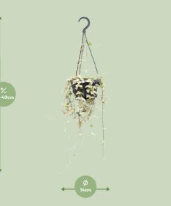 Ceropegia Woodii Merel - Ø14Cm - ↕50Cm - Afbeelding 2
