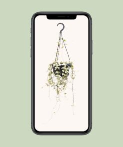 Ceropegia Woodii Merel - Ø14Cm - ↕50Cm - Afbeelding 4