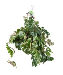 Cissus Rhombifolia Ellen Danica - Ø17Cm - ↕70Cm