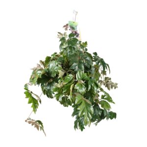 Cissus rhombifolia 'Ellen Danica' – luchtige klimplant – ±17 cm