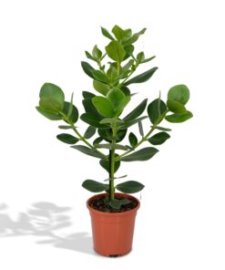 Clusia Rosea Princess