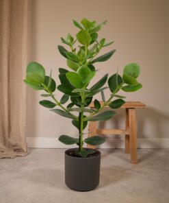 Clusia Rosea Princess - Afbeelding 2