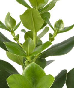 Clusia Rosea Princess - Afbeelding 3