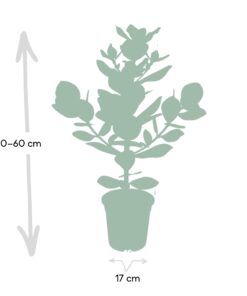 Clusia Rosea Princess - Afbeelding 4