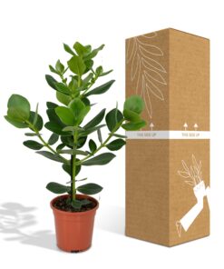 Clusia Rosea Princess - Afbeelding 5