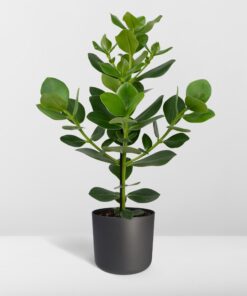Clusia Rosea Princess - Afbeelding 8