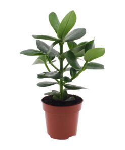 Clusia Rosea Princess - Afbeelding 9