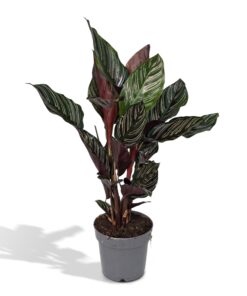 Calathea Ornata