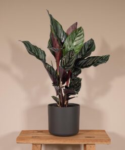 Calathea Ornata - Afbeelding 2