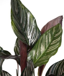 Calathea Ornata - Afbeelding 3