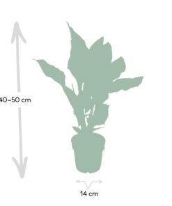 Calathea Ornata - Afbeelding 4