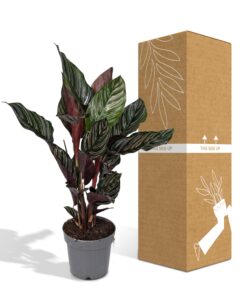 Calathea Ornata - Afbeelding 5