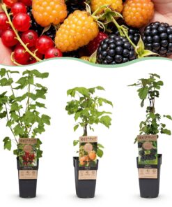 Green Boutiq - Fruitplant - Ribes-Rubes Mix - Tricolour - Winterhard - Rode Bes - Zwarte Braam - Gele Framboos - 3 Planten - Pot 15Cm - Hoogte 50Cm