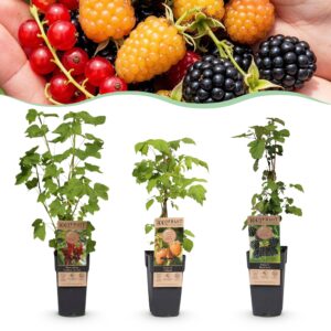 Green Boutiq - Fruitplant - Ribes-Rubes Mix - Tricolour - Winterhard - Rode Bes - Zwarte Braam - Gele Framboos - 3 Planten - Pot 15Cm - Hoogte 50Cm