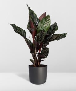 Calathea Ornata - Afbeelding 8