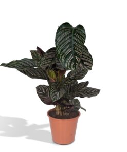 Calathea Ornata - Afbeelding 9