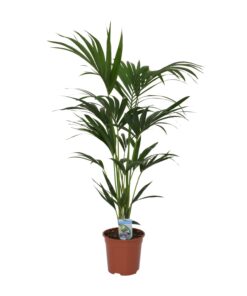 Howea Forsteriana - Ø21Cm - ↕120Cm