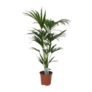 Howea Forsteriana - Ø21Cm - ↕120Cm