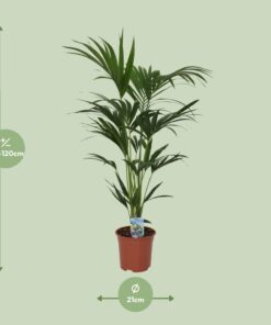 Howea Forsteriana - Ø21Cm - ↕120Cm - Afbeelding 2