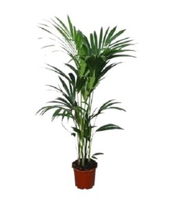 Howea Forsteriana - Ø21Cm - ↕120Cm - Afbeelding 5
