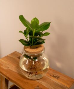 Clusia In Bolglas Kurk - Ø12Cm - ↕30Cm - Afbeelding 2