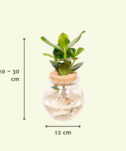 Clusia In Bolglas Kurk - Ø12Cm - ↕30Cm - Afbeelding 3