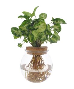 Syngonium Pixie - Ø12Cm - ↕30Cm