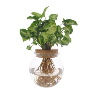 Syngonium Pixie – compacte kamerplant met decoratief blad – ±12 cm