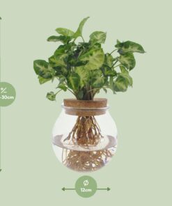 Syngonium Pixie - Ø12Cm - ↕30Cm - Afbeelding 2